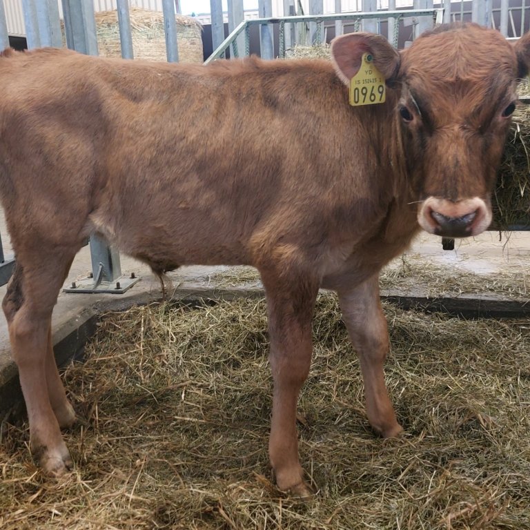 Kandís frá Stóra-Dunhaga í Hörgárdal, undan Þrym 22027 og Andý 1488. Mynd: Nautastöðin Hesti.