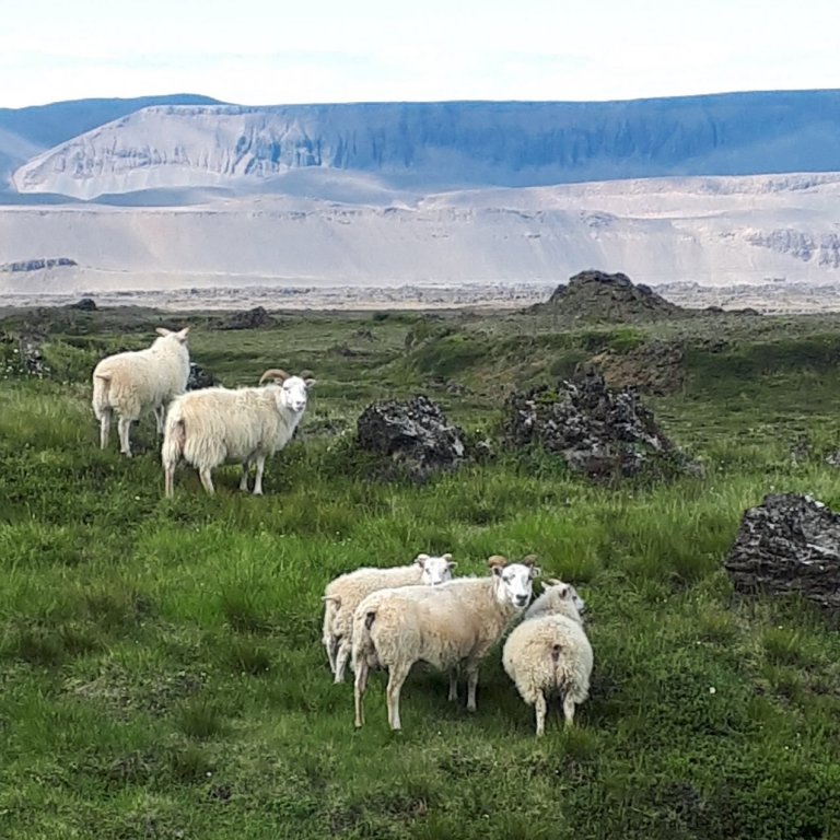 Reiknivél vegna endurskoðunar sauðfjársamnings