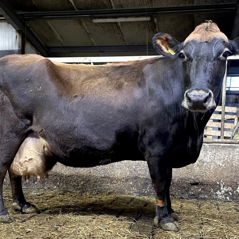 Kýrin Klauf 2487 í Lambhaga á Rangárvöllum. Mynd: Hafdís Laufey Ómarsdóttir/Bændablaðið.