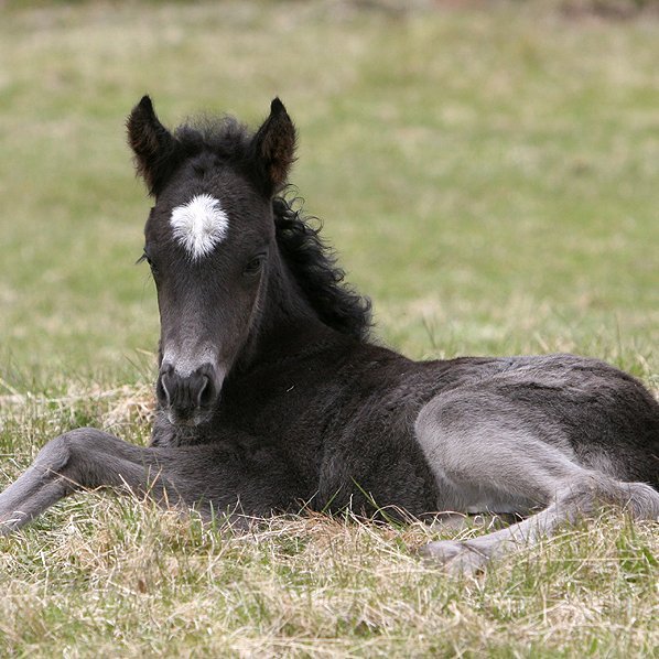 Hollaröð á yfirliti á Sörlastöðum 11.júní