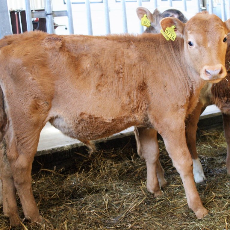 Kopar 17014 frá Stóru-Tjörnum í Þingeyjarsveit