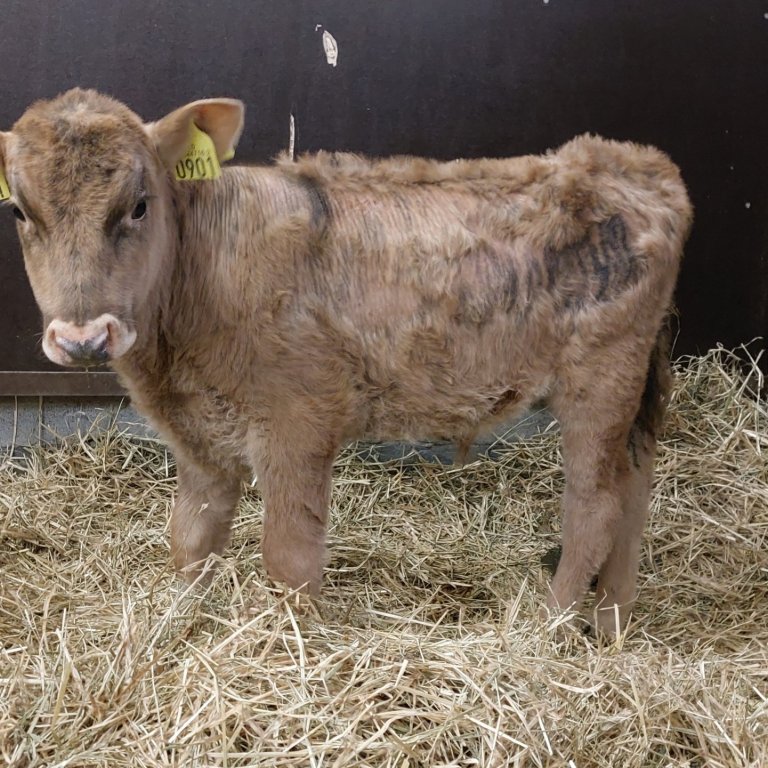 Kúfur frá Hnjúki er með hæsta erfðamatið í dag (117). Mynd: NBÍ.