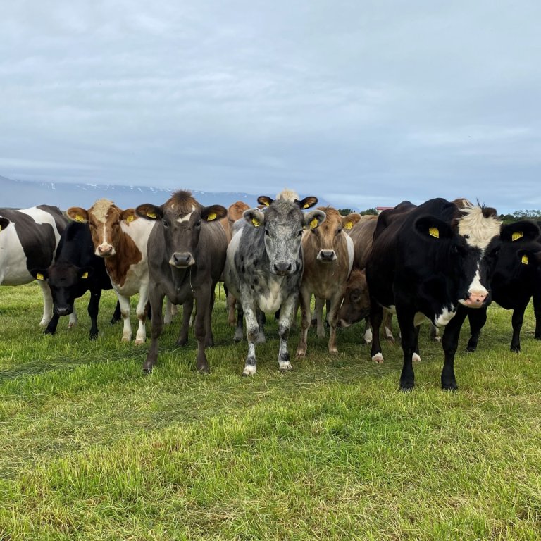 Kvígur á Laxamýri síðsumars. 
           Mynd: Atli Vigfússon.
