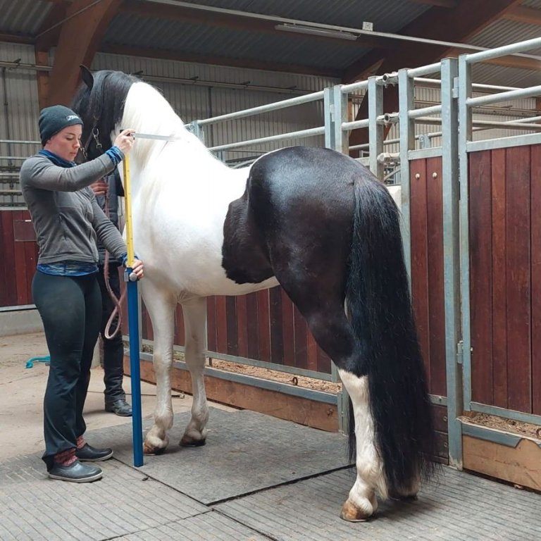 Kynbótasýning á Hólum 21.06.-22.06. - hollaröðun