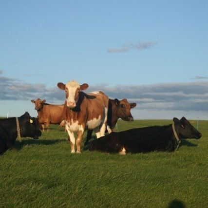 Uppgjör skýrsluhaldsársins 2018 í nautgriparæktinni