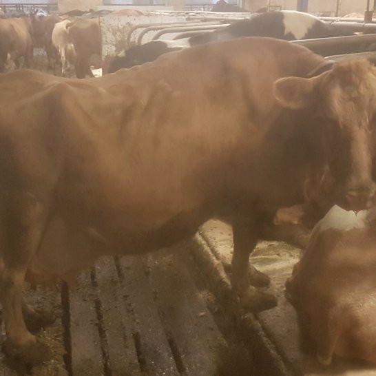 Bleik 995 í fjósinu á Gautsstöðum í dag, 11. jan. 2023. Mynd: Pétur Friðriksson