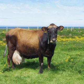 Braut 112 á Tjörn, f. Stígur 97010.