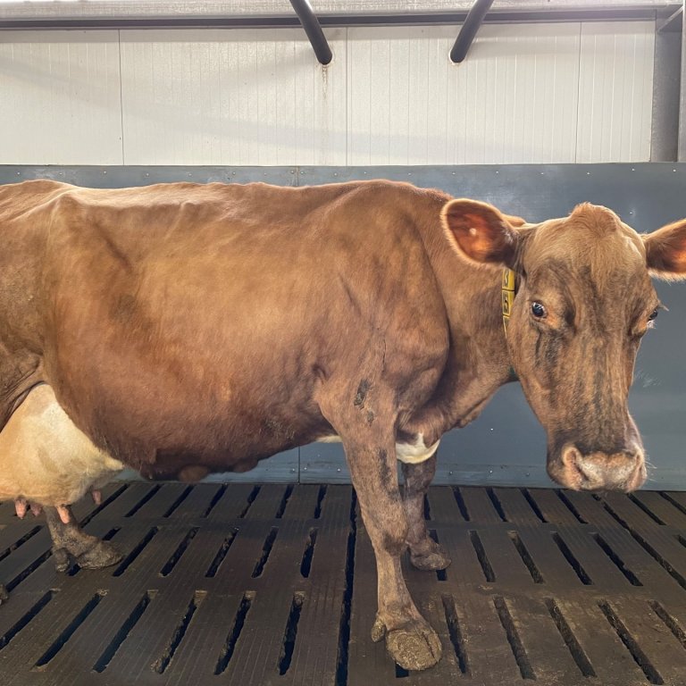 Gullbrá 357, Hóli. Mynd: Karl Vernharð Þorleifsson.