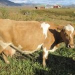 Jana 432 á Ölkeldu 2, f. Stígur 97010