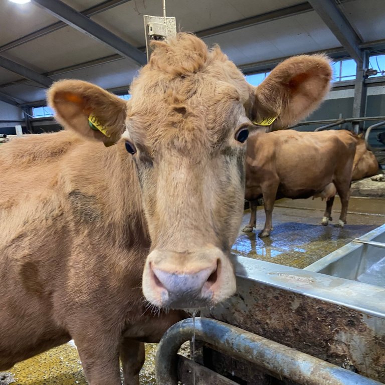 Stjarna 996. Mynd: Finnur Pétursson.