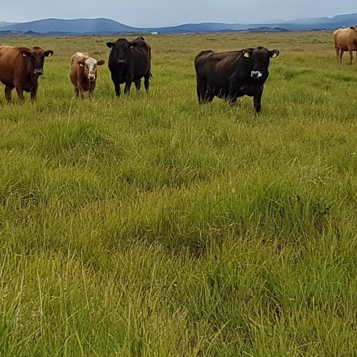 Síðustu fyrirlestrarnir í netfyrirlestraröð LOGN verkefnisins og upptökur á netinu