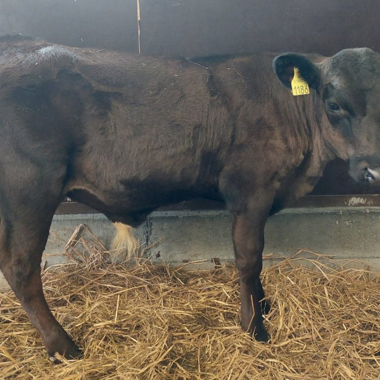 Leo frá Smjördölum í Flóa, sonur Ægis 22010 og Vigdísar 9113. Mynd frá Nautastöðinni á Hesti.