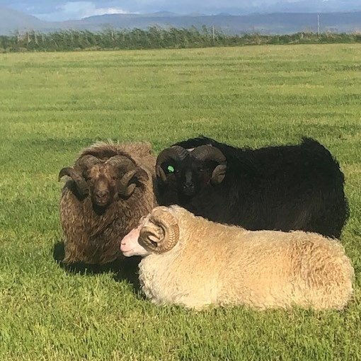 Litaglaðir félagar