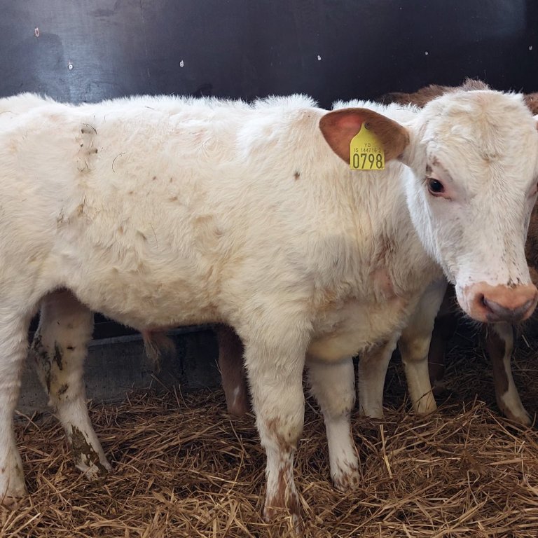 Ljómi frá Hnjúki í Vatnsdal, sonur Risa 15014 og Ljómu 558.