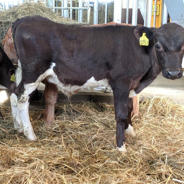 Lottó frá Stóra-Dunhaga í Hörgársveit, undan Stera 13057 og Lukku 628.