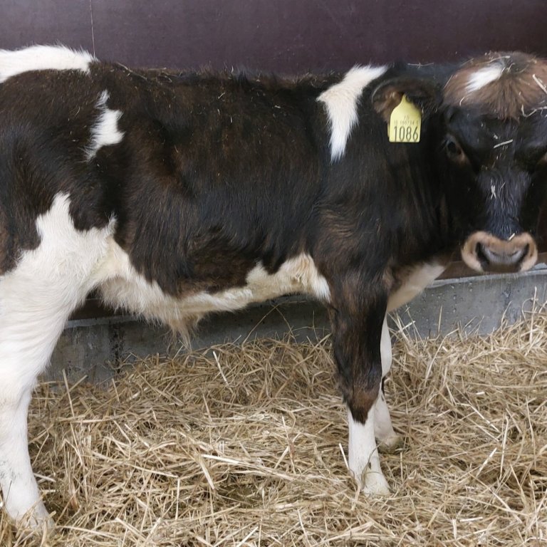 Maddi frá Bryðjuholti í Hrunamannahreppi. Faðir hans er Banani 20017 og móðir er Daða 899. Mynd: Nau…