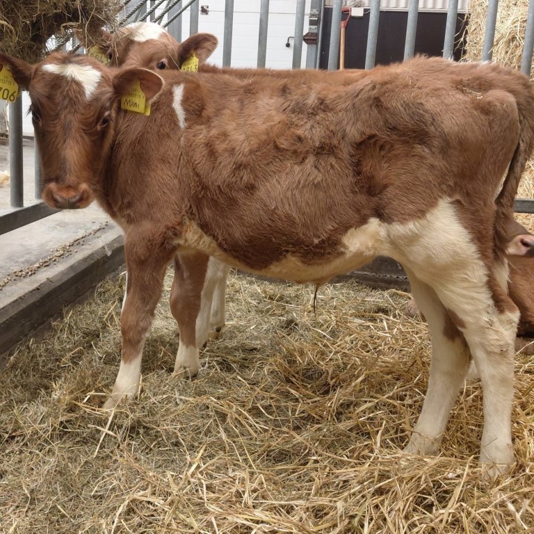 Máni frá Breiðumýri 1 í Reykjadal, sonur Mánadísar 629 og Madda 23022. Mynd frá Nautastöðinni á Hest&hellip;