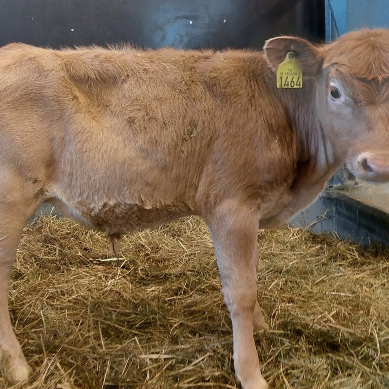 Markaður frá Búðarhóli í Landeyjum, undan Kvóta 19042 og Huldu 1186.