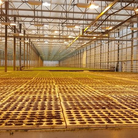 Skráning á ræktun í gróðurhúsum