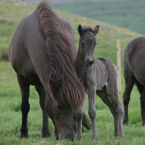 Yfirlit á Gaddstaðaflötum 19. júní
