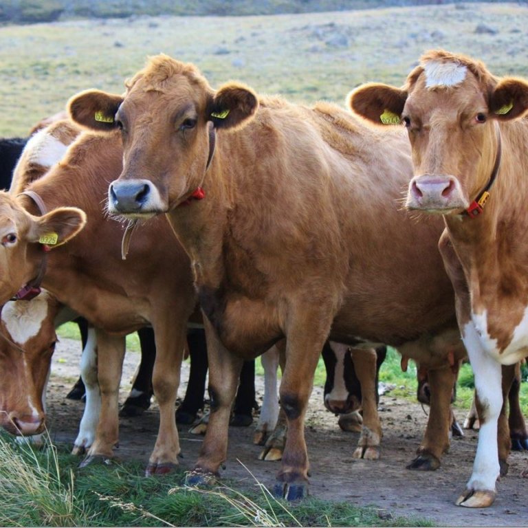 Auglýst eftir þátttakendum í rekstrarverkefni kúabænda