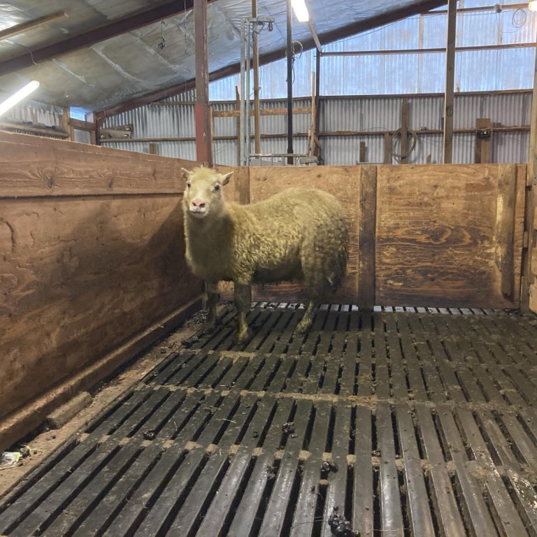 Ný uppspretta fundin af ARR genasamsætunni