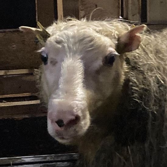 Fjórar ARR kindur finnast til viðbótar í Vífilsdal