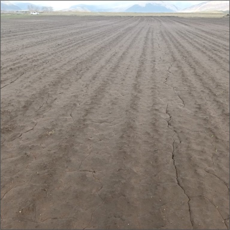 Fín efni á yfirborði jarðvegs hafa runnið til og þjappast saman. Hér er flag sem hefur ekki spírað m…