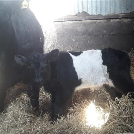 Kálfar undan nýju Angus-nautunum