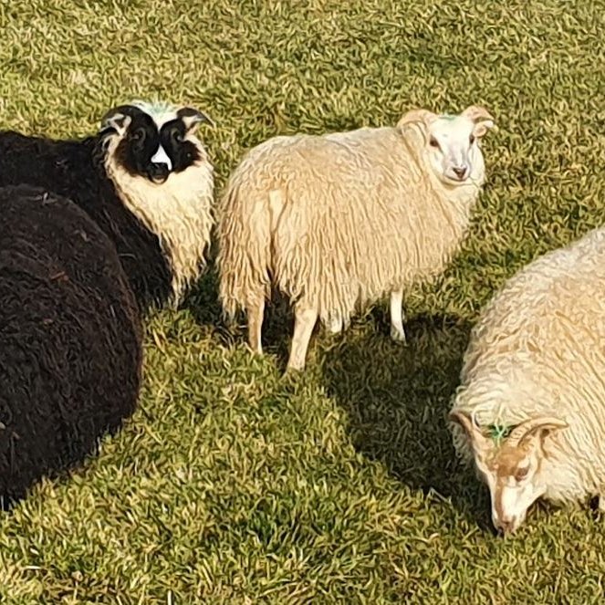 Innlestur og framsetning riðuarfgerða í Fjárvís