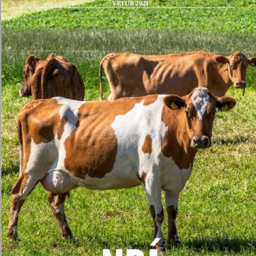 Ný nautaskrá að koma út