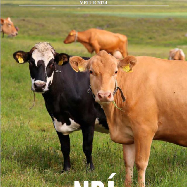 Forsíða nautaskráar 2024. Forsíðumyndina tók Halla Eygló Sveinsdóttir.