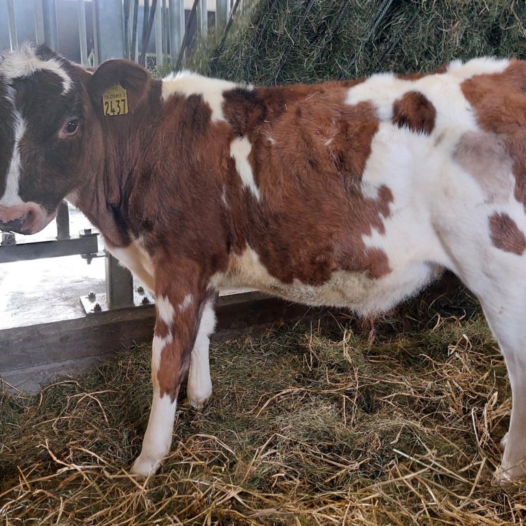 Nemó frá Hvanneyri í Andakíl, undan Banana 20017 og Eyrarrós 2126. Mynd frá Nautastöðinni á Hesti.