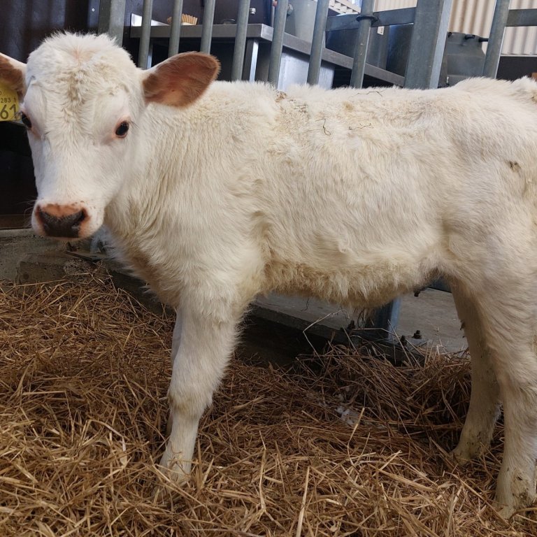 Nói frá Stærribæ í Grímsnesi, sonur kýr nr. 990 og Ljóma 21043. Mynd frá Nautastöðinni á Hesti.