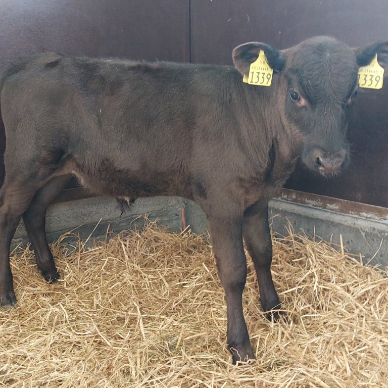 Nökkvi frá Engihlíð í Vopnafirði, undan Títan 17036 og Sunnu 1189. Mynd frá Nautastöðinni á Hesti.