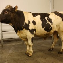 Tanni 15065. Mynd: NBÍ