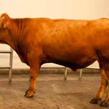 Róður 16019 kemur til notkunar sem nautsfaðir. Mynd: NBÍ