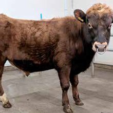 Herkir 16069. Mynd: NBÍ