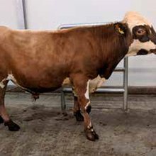 Jötunn 17026. Mynd: NBÍ