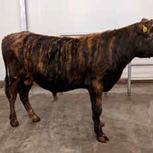 Títan 17036. Mynd: NBÍ