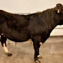 Landi 18040 frá Halllandi, f. Gýmir 11007, mf. Koli 06003