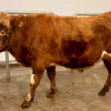 Simbi 19037. Mynd: NBÍ