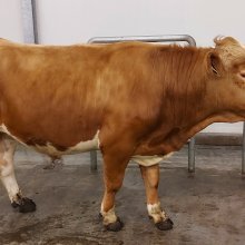 Magni 20002. Mynd: NBÍ