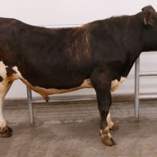 Vorsi 22002. Mynd: NBÍ