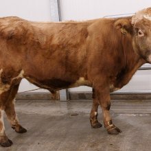 Flammi 22020 frá Króki í Biskupstungum. Mynd: NBÍ