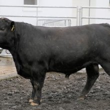 Laki 22403. Mynd: Halla Eygló Sveinsdóttir.