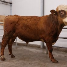 Brími 23025 frá Skeiðháholti 1. Mynd: NBÍ