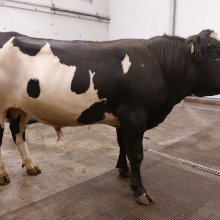 Draupnir 23040. Mynd: NBÍ.