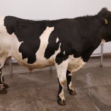 Bolli 24002 frá Miðskógi í Miðdölum. Mynd: NBÍ.