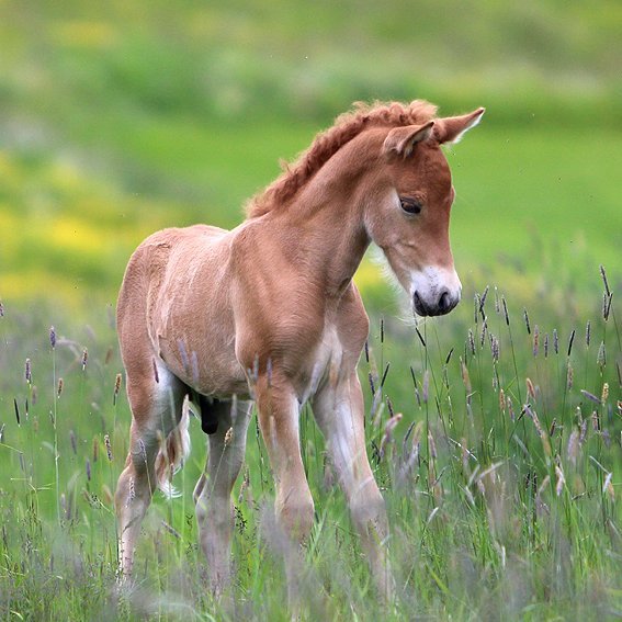 Hella - röð hrossa á yfirlitssýningu